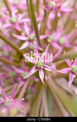 Ornamental onion (Allium schubertii) Stock Photo