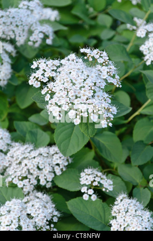 Spiraea media 'Snow Storm' Stock Photo