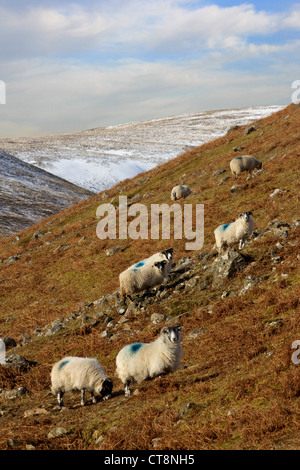 Scottish Blackface Sheep grazing on Tweesdmuir hillside Stock Photo