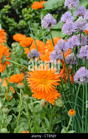 Pot marigold (Calendula officinalis 'Radio') and chives (Allium schoenoprasum) Stock Photo