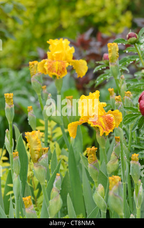 Tall bearded iris (Iris barbata elatior 'Dazzling Gold') Stock Photo