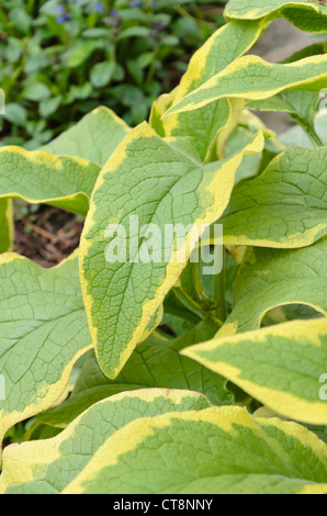 Dwarf comfrey (Symphytum grandiflorum 'Goldsmith') Stock Photo
