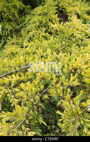 Cedar of Lebanon (Cedrus libani subsp. libani) Stock Photo