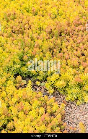 Reflexed stonecrop (Sedum rupestre 'Angelina' syn. Sedum reflexum 'Angelina') Stock Photo