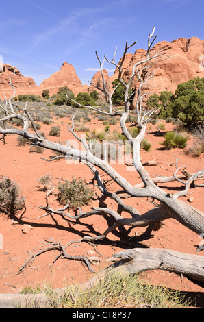 Utah juniper (Juniperus osteosperma), Arches National Park, Utah, USA Stock Photo