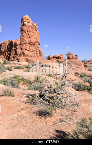 Utah juniper (Juniperus osteosperma), Arches National Park, Utah, USA Stock Photo