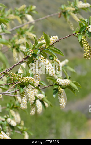 Chokecherry (Prunus virginiana) Stock Photo