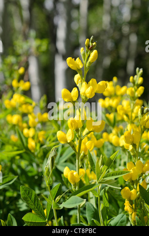 Golden banner (Thermopsis montana) Stock Photo