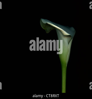 Arum lily, Zantedeschia, white flower against a black background. Stock Photo