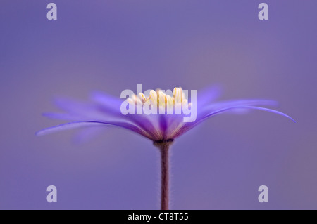 Anemone blanda 'Atrocaerulea', Anemone Stock Photo