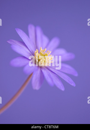 Anemone blanda 'Atrocaerulea', Anemone Stock Photo