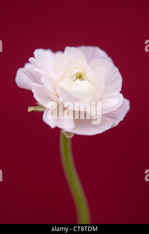 close-up of white Ranunculus Buttercups flowers in full bloom. The ...