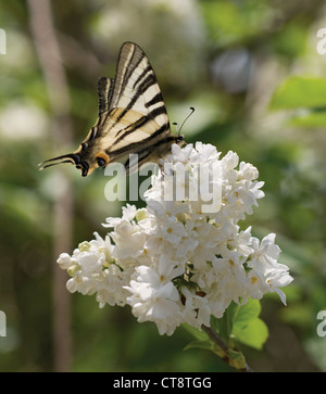 Syringa vulgaris, Lilac Stock Photo