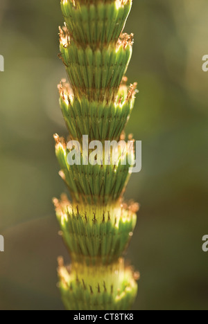 Equisetum arvense, Horsetail, Field horsetail Stock Photo