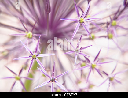 Allium cristophii, Allium Stock Photo