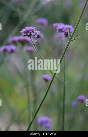 Verbena bonariensis, Verbena, Brazilian verbena Stock Photo