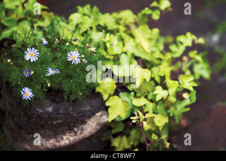 Brachycome iberidifolia, Daisy Stock Photo