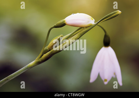 Leucojum aestivum, Snowflake, Summer Stock Photo