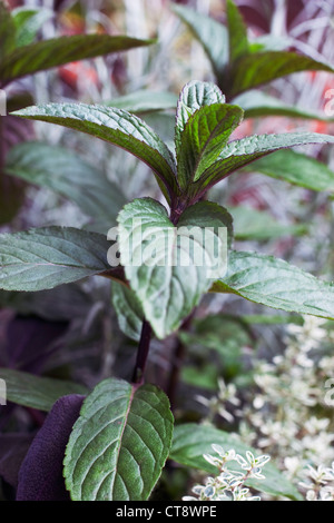 Mentha piperita citrata 'Chocolate', Mint, Chocolate mint Stock Photo