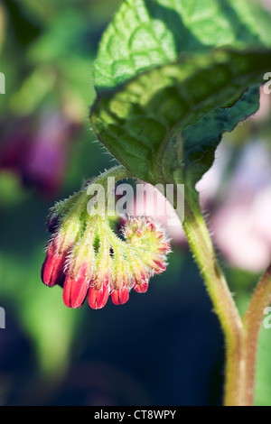 Symphytum officinale 'Rubrum', Comfrey Stock Photo