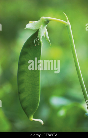 Pisum sativum, Pea Stock Photo