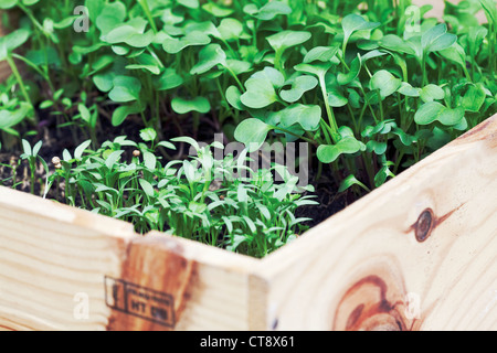 Coriandrum sativum, Coriander Stock Photo