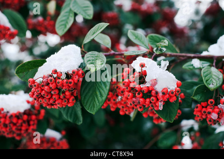 Cotoneaster lacteus, Cotoneaster Stock Photo