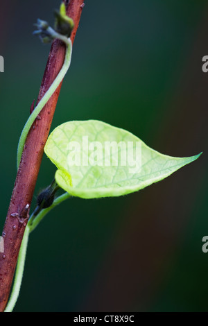 Ipomoea, Morning glory Stock Photo