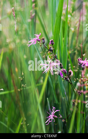 Lychnis flos-cuculi, Ragged robin Stock Photo