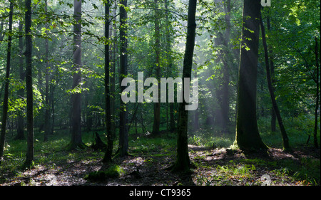 Sunbeam entering rich deciduous forest in misty morning with old hornbeam trees in foreground Stock Photo
