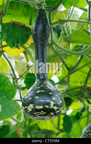Cucurbita pepo, Gourd Stock Photo