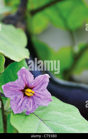 Solanum melongena, Aubergine Stock Photo