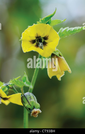 Physalis philadelphica 'Purple de Milpa', Yellow flowers of Tomatillo also know as Tomato verde. Stock Photo