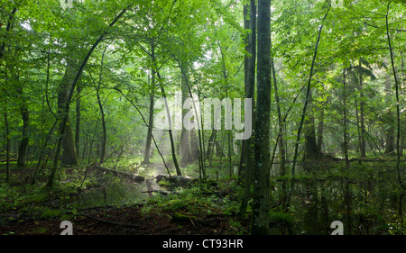 Summertime sunrise in wet deciduous stand of Bialowieza Forest with broken tree lying and standing water Stock Photo