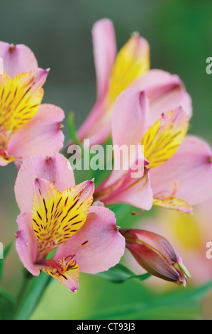 Alstroemeria, Alstroemeria, Peruvian lily Stock Photo