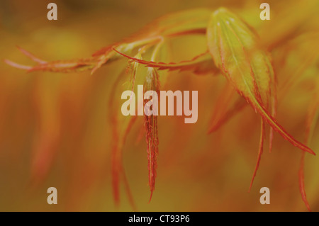 Acer palmatum 'Katsura', Japanese maple Stock Photo