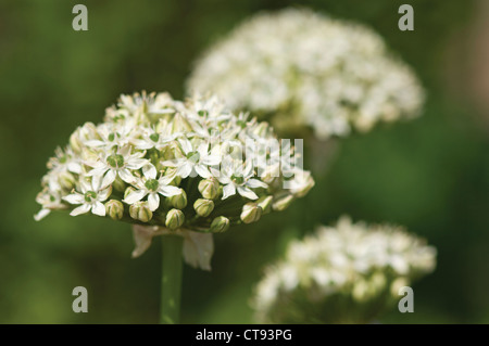 Allium schubertii, Allium Stock Photo