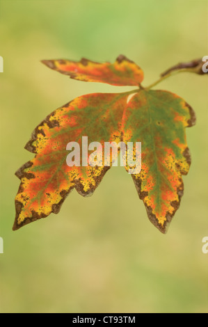 Leaf Stock Photo