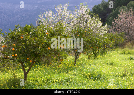 Citrus sinensis, Orange Stock Photo