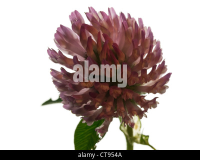 Zigzag Clover Trifolium medium (Fabaceae) flower head on a white background Stock Photo