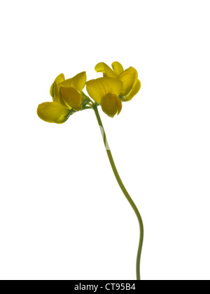 Meadow Vetchling Lathyrus pratensis (Fabaceae) flower head against a white background Stock Photo