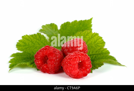 Red raspberries with green leaves on the withe background Stock Photo