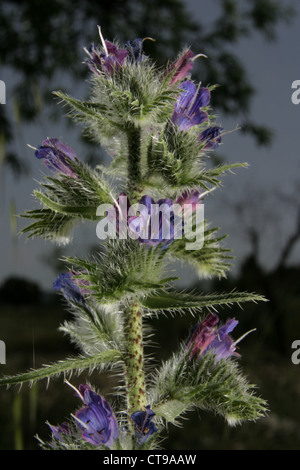 Picture: Steve Race - Echium vulgare, the Viper's Bugloss or Blueweed, gowing in Catalunya, Spain. Stock Photo