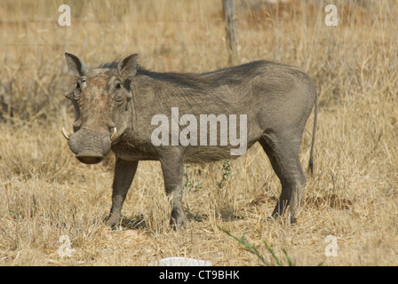 Common Warthog (Phacochoerus africanus) in Namibia Stock Photo