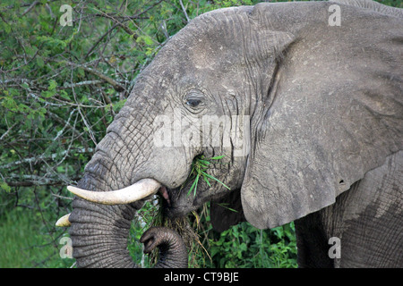 A WILD African Elephant feeding on vegetation on the shore of the Kazinga Channel in Uganda, Africa. Stock Photo