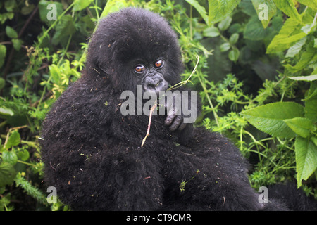 A Baby Mountain Gorilla resting on its mother's back in the wilds of the Virunga Mountains between the Congo and Rwanda. Stock Photo