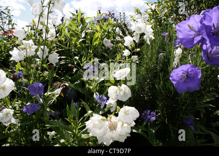 An arrangement of summer flowers in an English garden with pink and