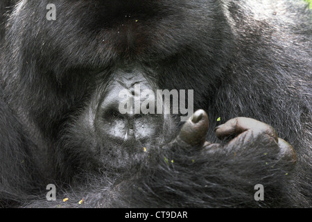 Dominant male silverback Mountain Gorilla in the wilds of the Virunga Mountains between the Congo and Rwanda. Stock Photo