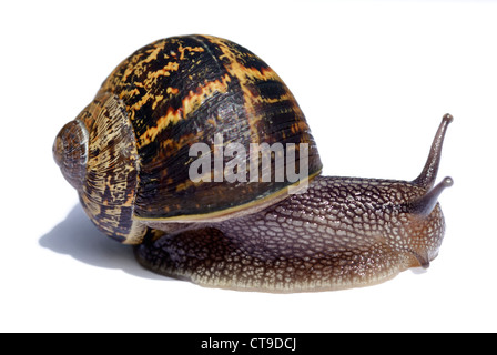 Shell of a common garden snail on green leaves Stock Photo - Alamy