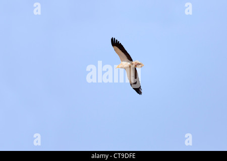 Egyptian Vulture; Neophron percnopterus; in flight; Pyrenees; Spain Stock Photo